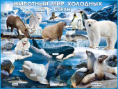 Плакат Животный мир холодных стран