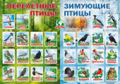 Плакат Перелетные и зимующие птицы