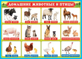 Плакат Домашние животные и птицы