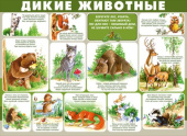 Плакат Дикие животные