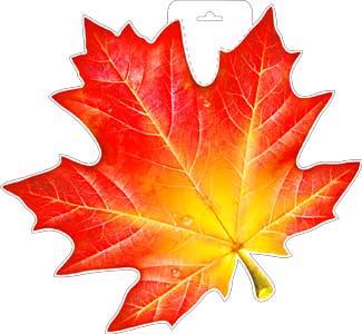 Плакат Кленовый лист