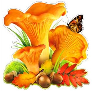 Плакат Грибы лисички