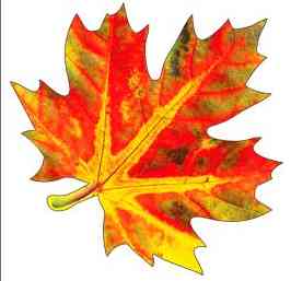 Декоративное украшение Кленовый лист 10х10см (количество)