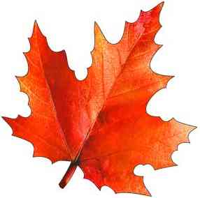 Украшение на скотче Кленовый лист 15х15см (10шт)