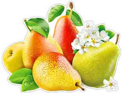 Плакат Груши