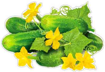 Плакат Огурцы