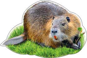 Украшение на скотче Бобр (10шт)