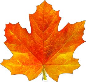 Украшение на скотче Кленовый лист