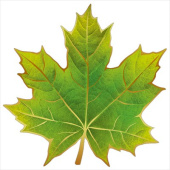 Украшение на скотче 16х16см Кленовый лист (20шт)