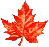 Украшение на скотче Кленовый лист 20х20см (10шт)