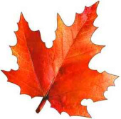 Украшение на скотче Кленовый лист 15х15см (10шт)