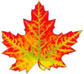 Украшение на скотче Кленовый лист 20х20см (10шт)