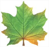 Украшение на скотче Кленовый лист (10шт)