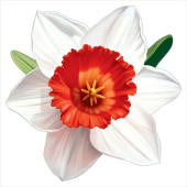 Украшение на скотче Белый нарцисс Праздник (20шт)